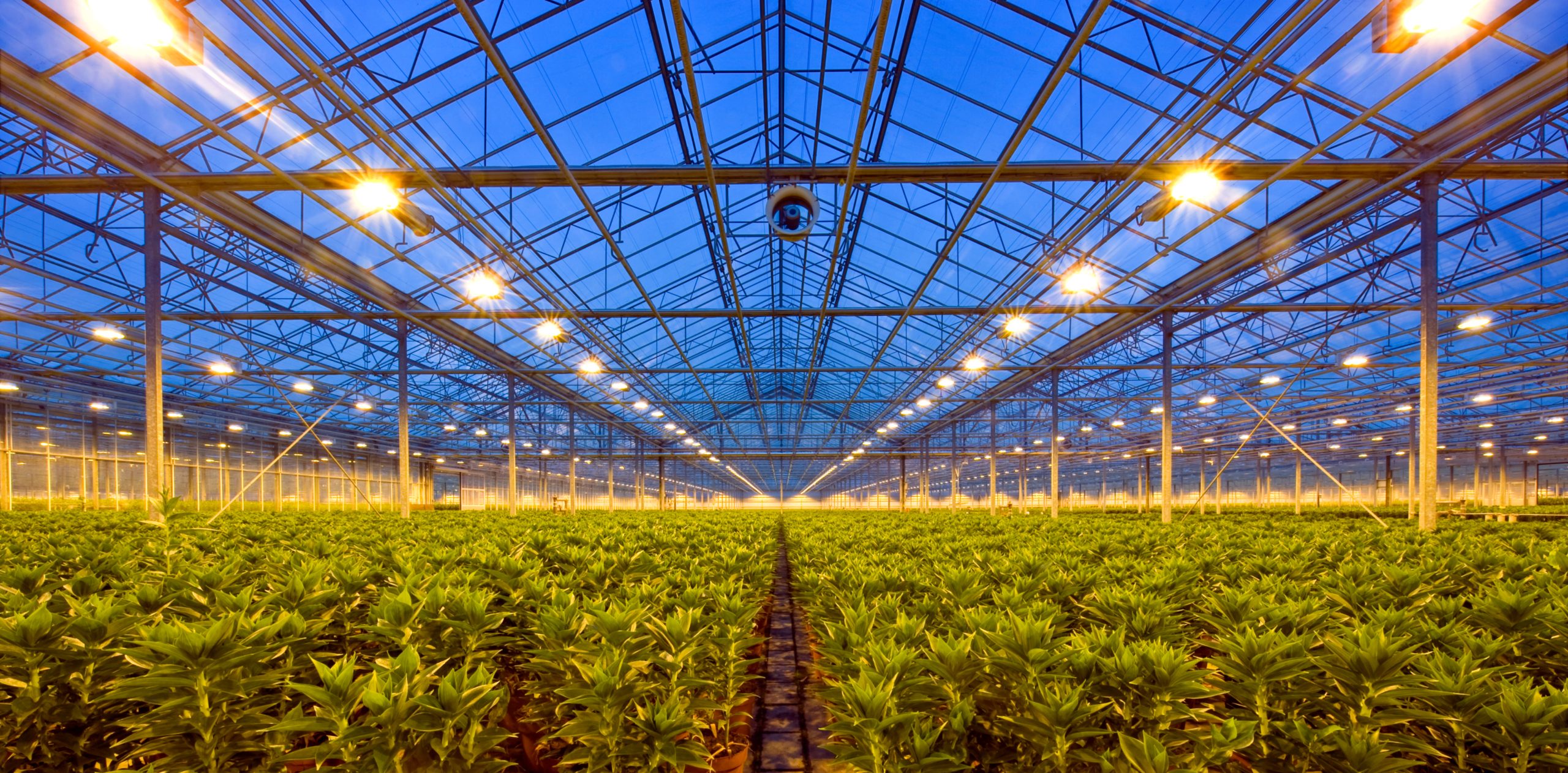 Inventronics und ams OSRAM revolutionieren die Horticulture-Beleuchtung